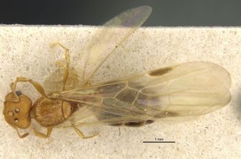 Media type: image;   Entomology 568120 Aspect: habitus dorsal view